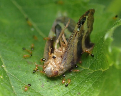 �A���ɐH����x�b�R�E�n�S����