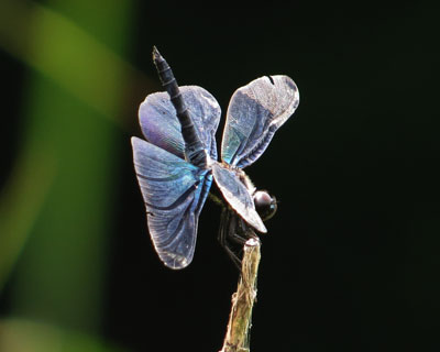 �K�グ�`���E�g���{