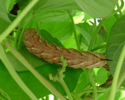 ���剻�����G�r�K���X�Y��