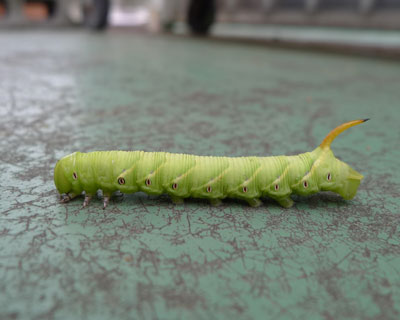 ���Z�����炢�H