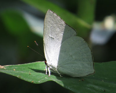 �Ă��Ă��E���M���V�W�~