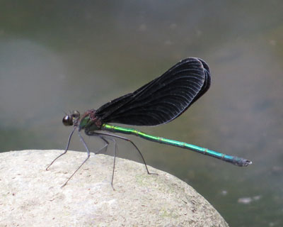 �ӂ���͓��A�҂̃n�O���g���{