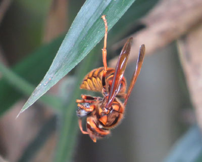 �c�q�쐬���̃L�C���X�Y���o�`�ۂ���