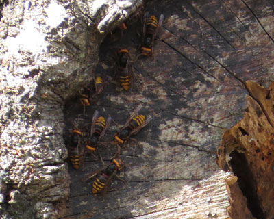 �����̂��΂ɏW�܂郂���X�Y���o�`