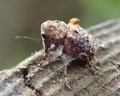 �����G�S�q�Q�i�K�]�E���V