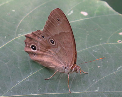 �n���q�J�Q�`���E