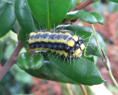 �悭�ڗ��z�^���K�c��