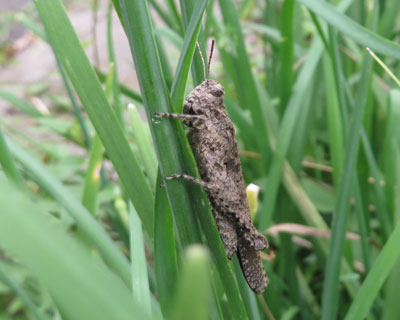 ���߂Č����C�{�o�b�^