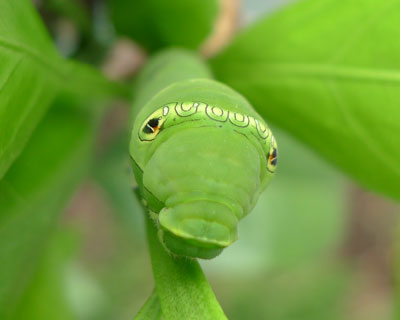 ���N���吨���ꂽ�A�Q�n�C��