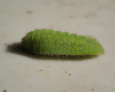 ���Ԃ񃄃}�g�V�W�~�̗c��