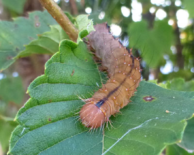 ��{���̑��C��