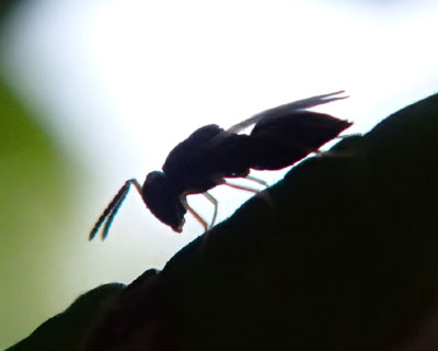 ���X�Ɗ񐶖I�ɂ����