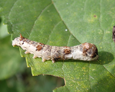 ���Ԃ�N���R