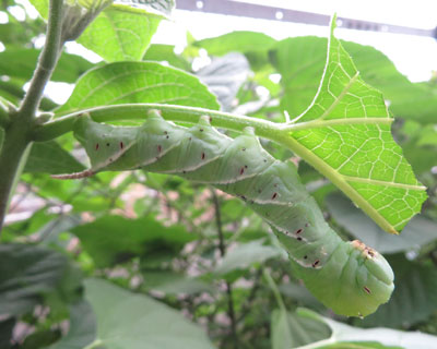 ���[�̃V���t���X�Y��