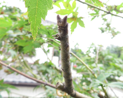 �����V���N�g�����V