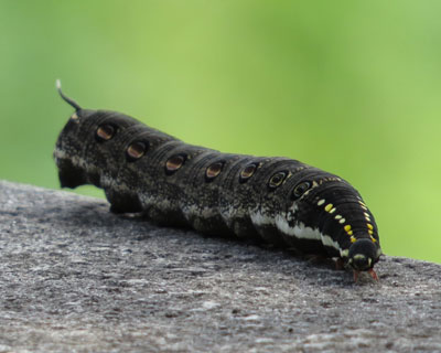 �悿�悿�����Z�X�W�X�Y��