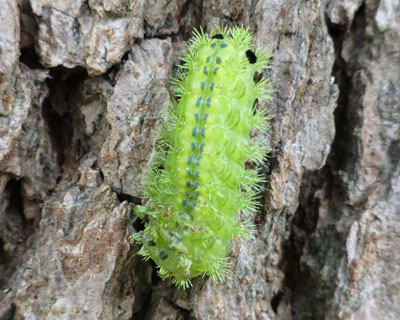 �q���w���A�I�C���K�͏H�̒�