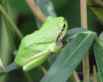 ������Ə��Ȃ߃A�}�K�G��