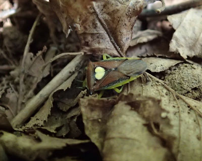 �G�T�L�����L�c�m�J�����V