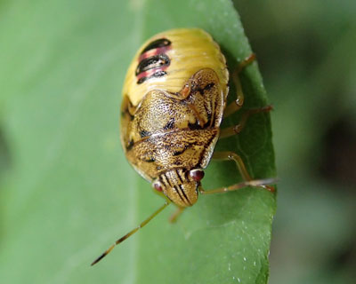 ������Ƃ��ꂢ�ȃJ�����V�c��