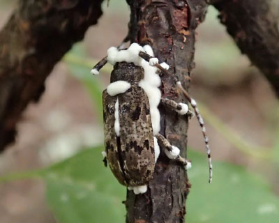 �J�r���i�K�S�}�t�J�~�L��