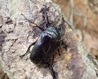 �N���J�i�u���H