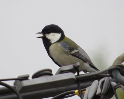 �������Ȃ��ăV�W���E�J����������