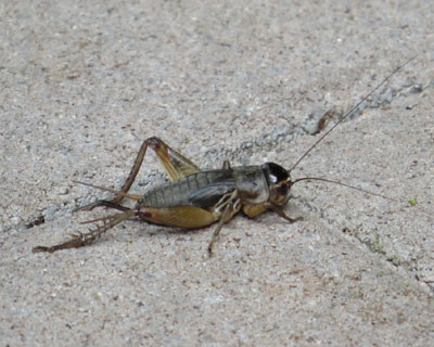 �R�I���M�̗c���ۂ�