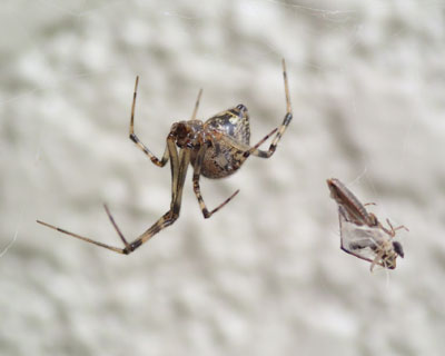 �傫���Ȃ����I�I�q���O��