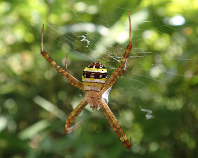 �R�K�^�R�K�l�O��