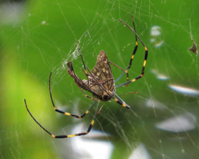 �Z�Z����H�ׂ�W�����E�O��