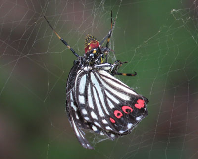 �A�J�{�V�����H�ׂ�W�����E�O��