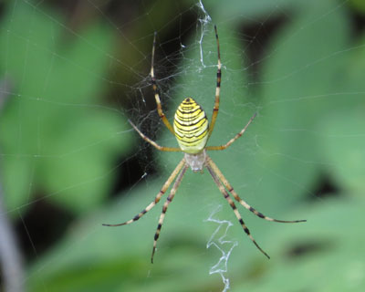 �i�K�R�K�l�O��