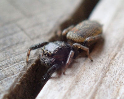 ������Ԃ������炵���������N����