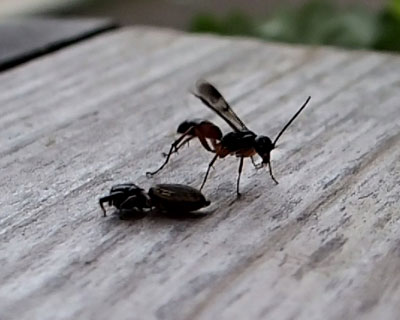 �n�`�ɉ^�΂�Ă�����