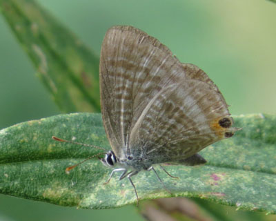 �ڂ�ڂ�E���i�~�V�W�~