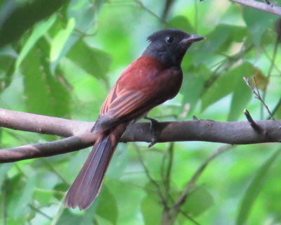 �T���R�E�`���E�܂ł���