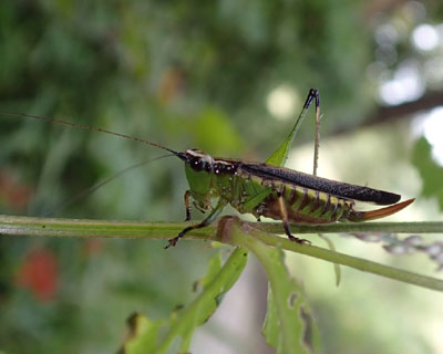 ���������킢���T�T�L��