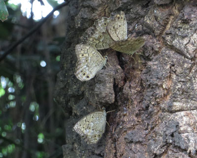 ���t��D���T�g�L�}�_���q�J�Q