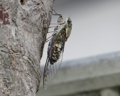 �����Ŗ��c�N�c�N�{�E�V