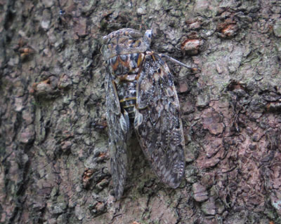 �ڗ����Ȃ�����j�C�j�C�[�~