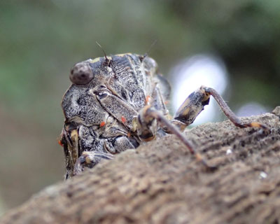 ������a��