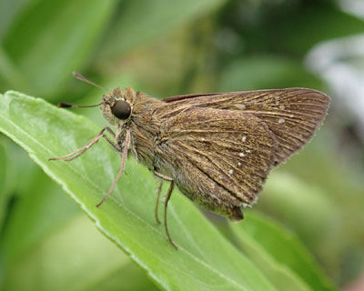 �ӂ��ӂ��`���o�l�Z�Z��