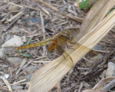 �V���E�W���E�g���{�Ɏ��Ă�