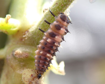 �e���g�E���V�c��