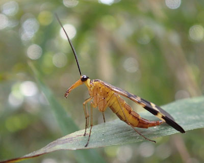 �n�ʃ��}�g�V���A�Q