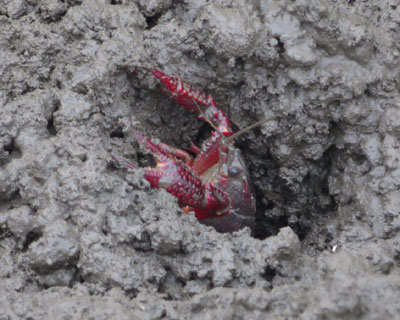 �K���牺�����ĉB���U���K�j