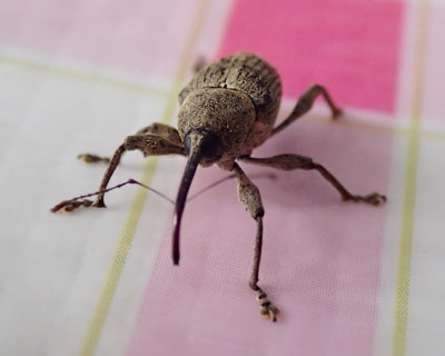 �������Ă��킢���]�E���V