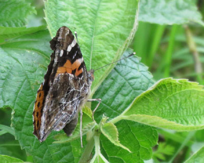 �Y���A�J�^�e�n