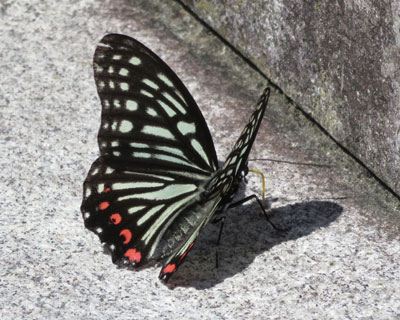 �A�J�{�V�S�}�_��